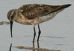 Curlew Sandpiper