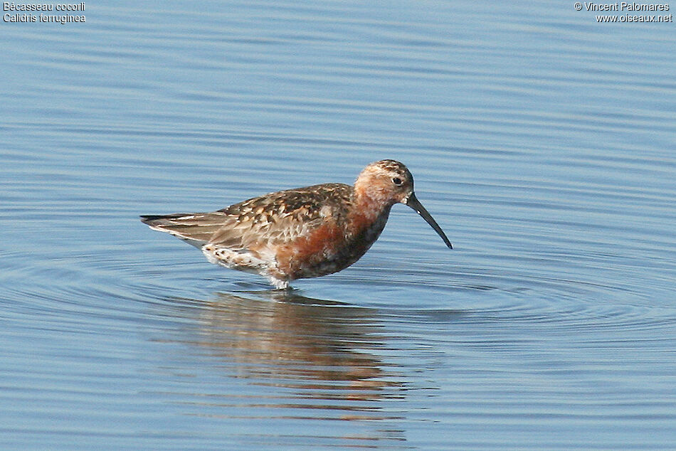 Curlew Sandpiper