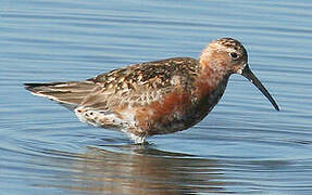 Curlew Sandpiper