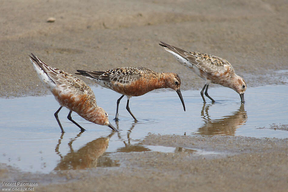 Curlew Sandpiperadult, fishing/hunting