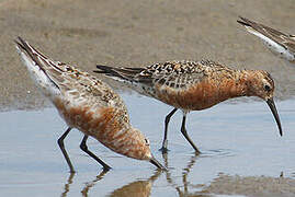 Curlew Sandpiper