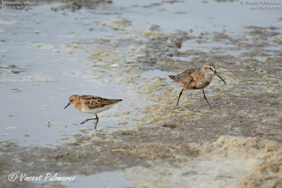 Curlew Sandpiperadult