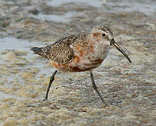 Curlew Sandpiper