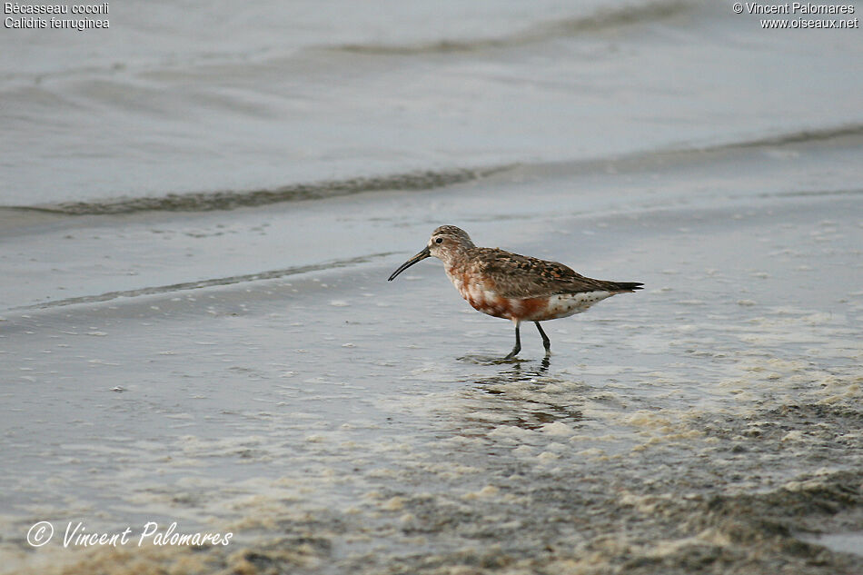 Curlew Sandpiper