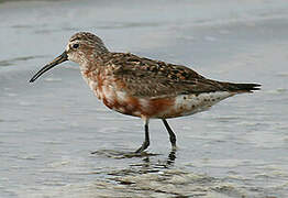 Curlew Sandpiper