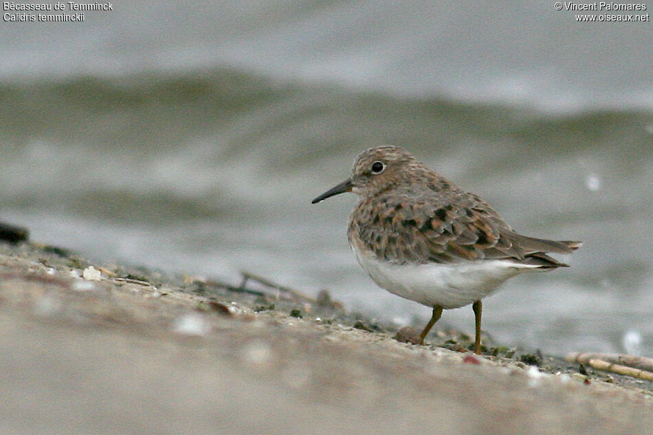 Temminck's Stint