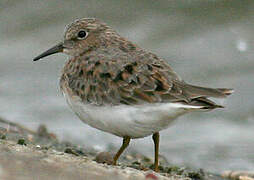 Temminck's Stint