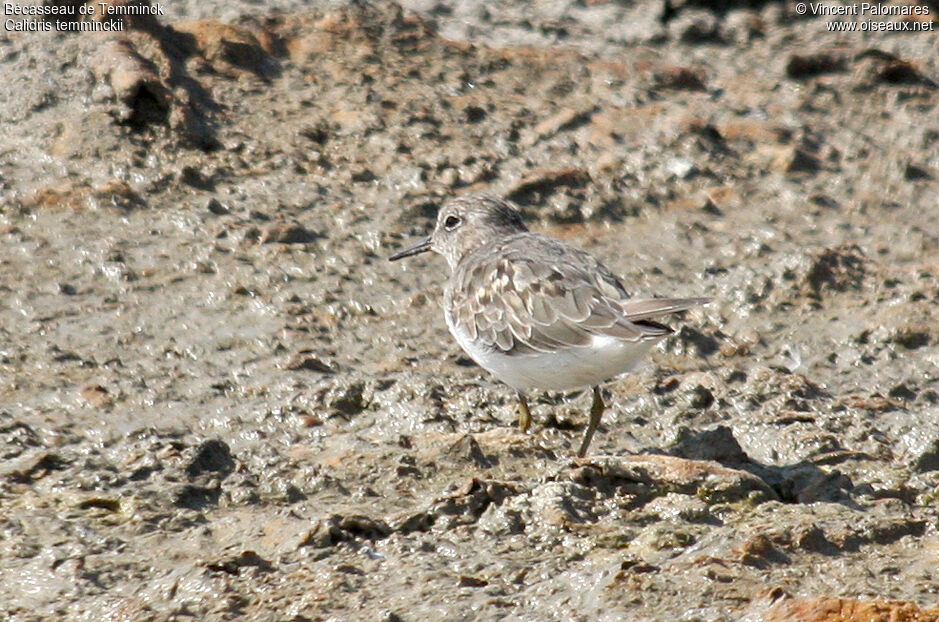 Temminck's Stint