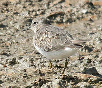 Temminck's Stint