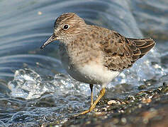 Temminck's Stint