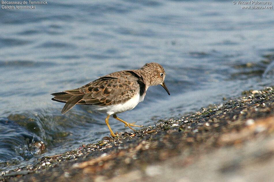 Temminck's Stint