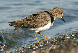 Temminck's Stint