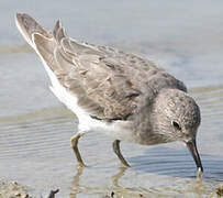 Temminck's Stint