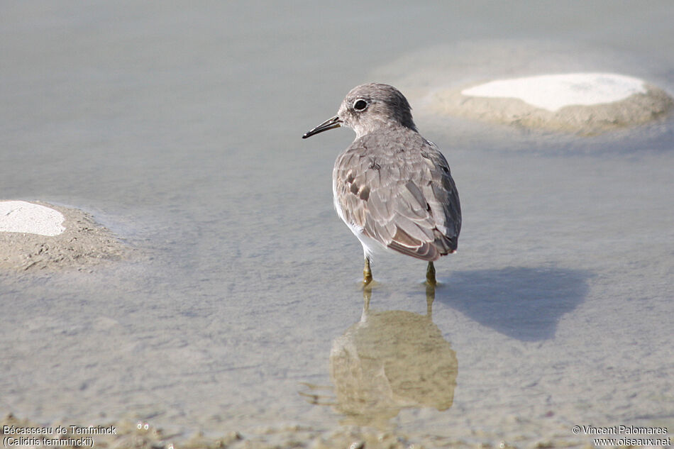 Temminck's Stintadult post breeding