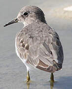 Temminck's Stint