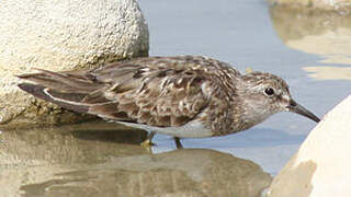 Temminck's Stint