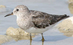 Temminck's Stint