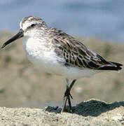 Broad-billed Sandpiper