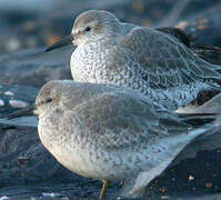 Red Knot