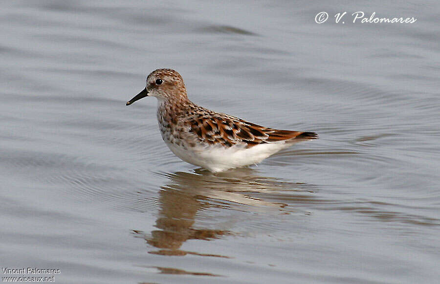 Bécasseau minuteadulte nuptial, identification