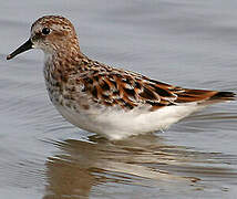 Little Stint