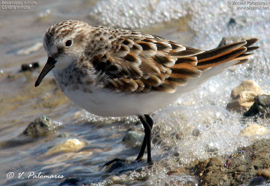 Little Stint