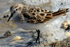 Little Stint