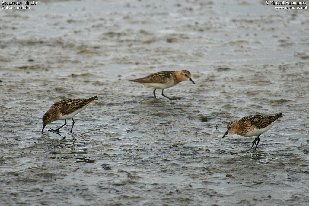 Little Stint