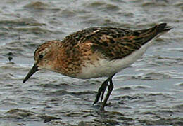 Little Stint