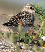 Little Stint