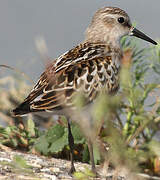 Little Stint