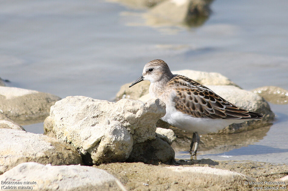 Little Stint