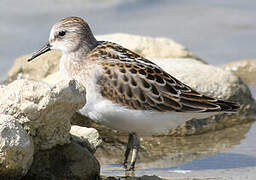 Little Stint