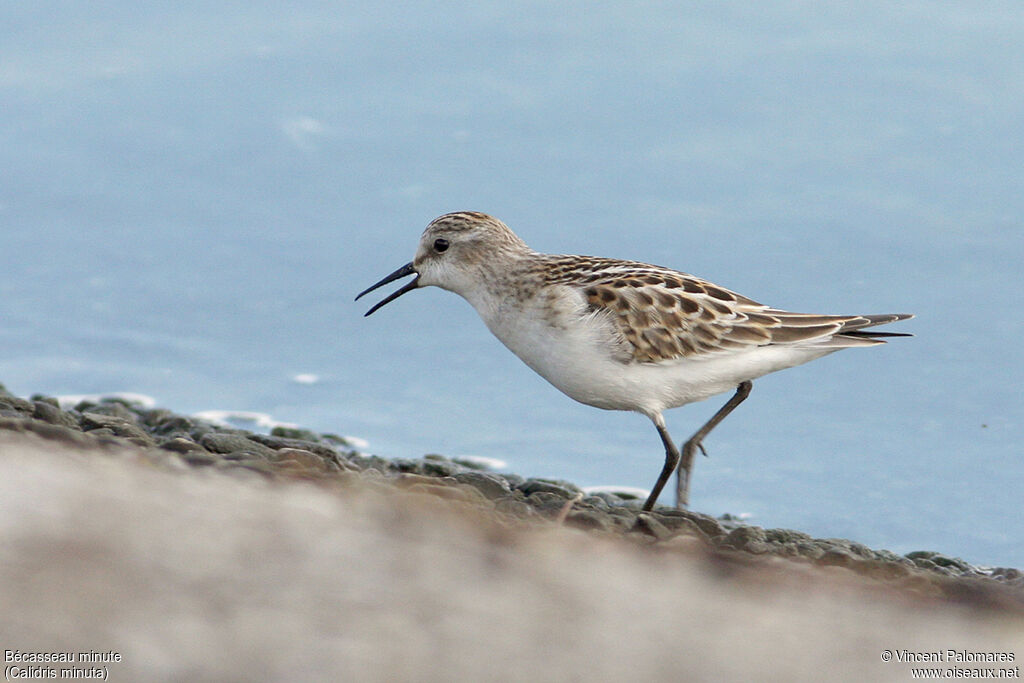 Little Stint