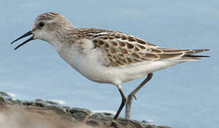 Little Stint