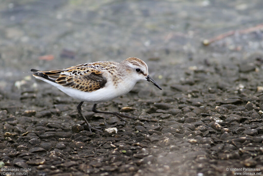 Little Stint