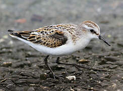 Little Stint