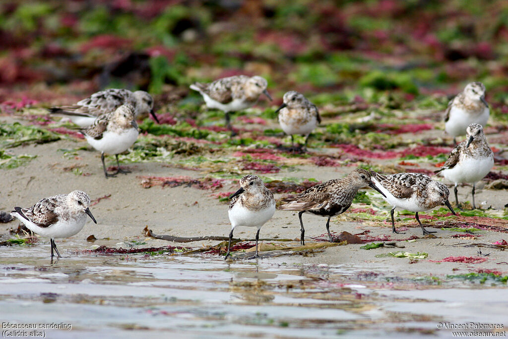 Sanderling