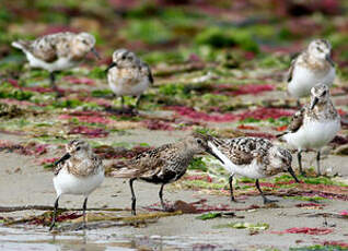 Bécasseau sanderling