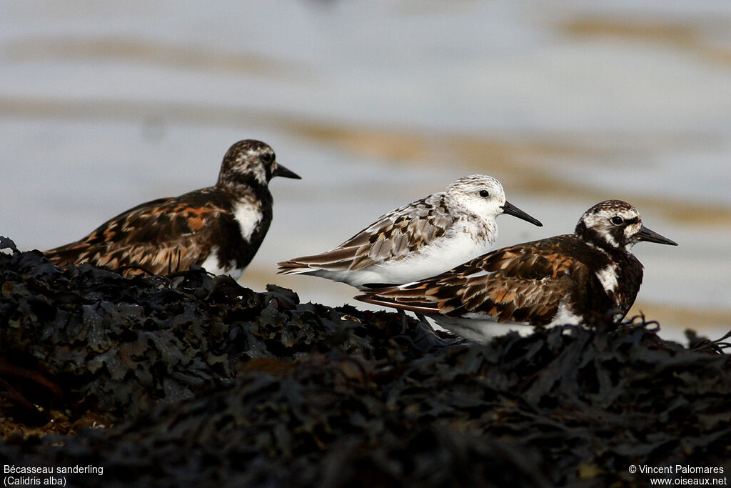 Bécasseau sanderling