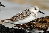 Bécasseau sanderling