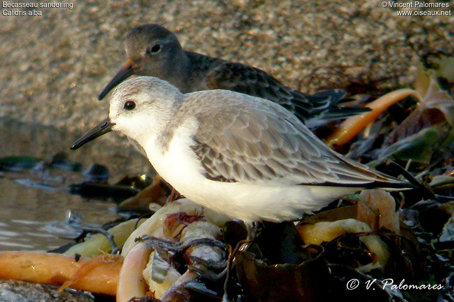 Bécasseau sanderling