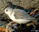 Bécasseau sanderling