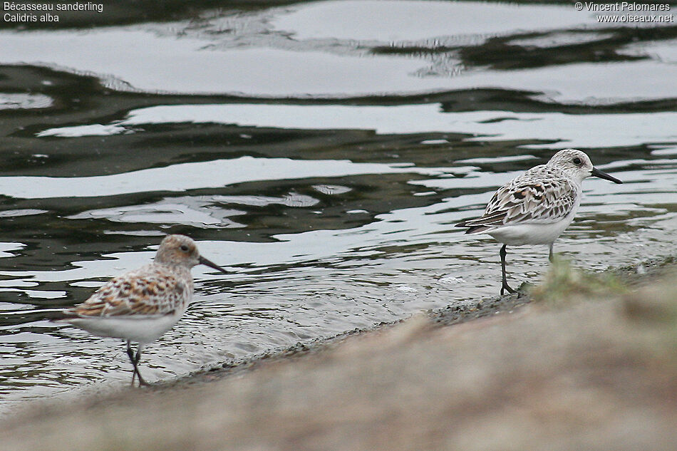 Bécasseau sanderling