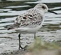 Bécasseau sanderling