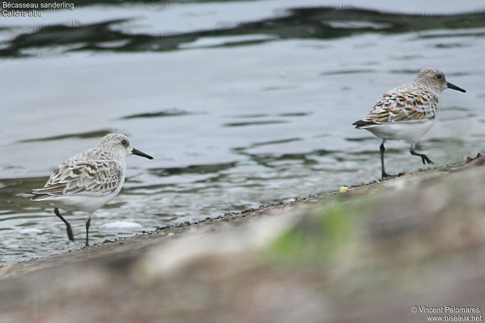 Bécasseau sanderling