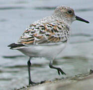 Bécasseau sanderling