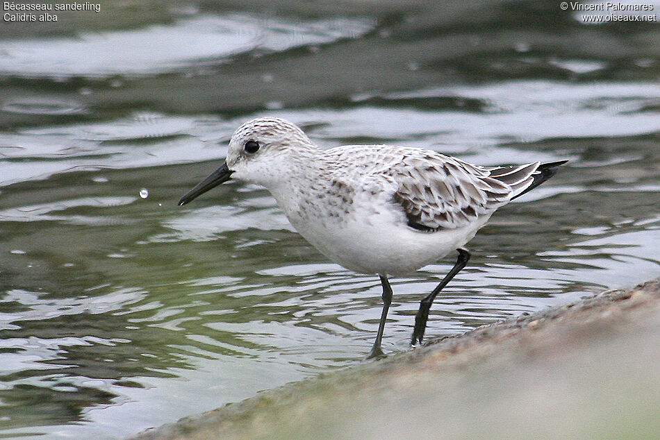 Sanderling