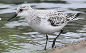 Bécasseau sanderling