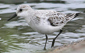 Sanderling